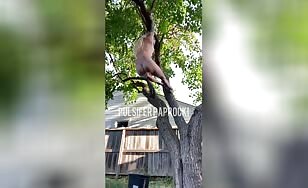 Beautiful girl dropping shit from the tree 